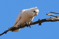 Cacatua sanguinea