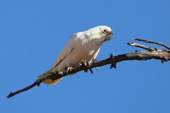 Cacatua sanguinea