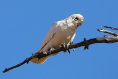 Cacatua sanguinea