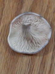 Cantharellula umbonata