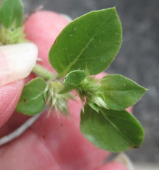 Alternanthera pungens