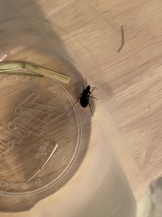 Poecilus lucublandus