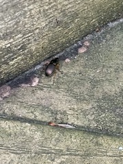 Poecilus lucublandus