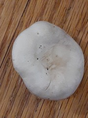 Cantharellula umbonata