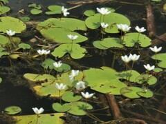 Nymphoides indica