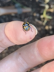 Murgantia histrionica