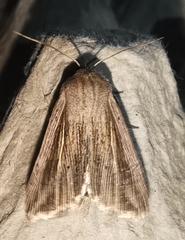 Mythimna riparia