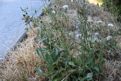 Helminthotheca echioides