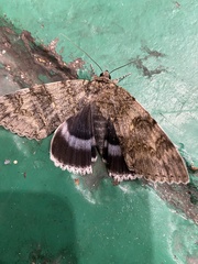 Catocala fraxini