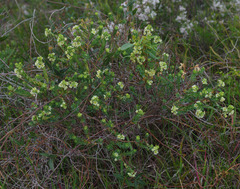 Phyllanthus calycinus