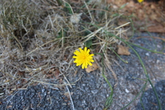 Helminthotheca echioides