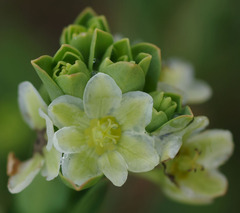 Phyllanthus calycinus