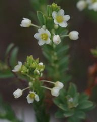 Phyllanthus calycinus