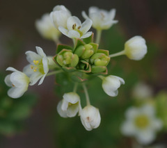Phyllanthus calycinus