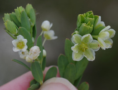 Phyllanthus calycinus