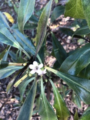 Myoporum laetum