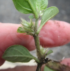 Alternanthera pungens