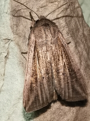 Mythimna riparia