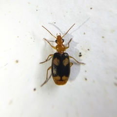 Lebia