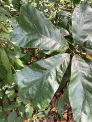 Quercus falcata