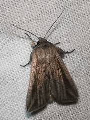 Mythimna riparia
