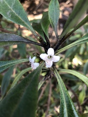 Myoporum laetum