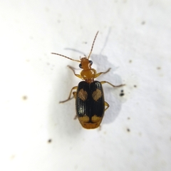 Lebia