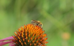Melissodes trinodis