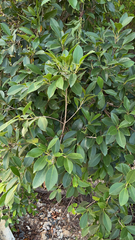 Ficus microcarpa