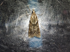 Eudonia angustea