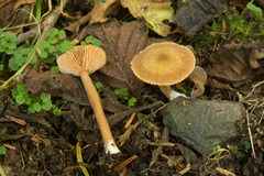Lactarius occidentalis