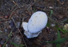 Hypomyces hyalinus