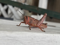 Schistocerca americana