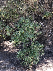 Myoporum laetum