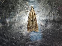 Eudonia angustea