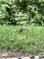 Poliocitellus franklinii