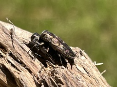 Chrysobothris