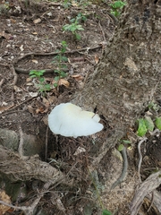 Trametes cubensis