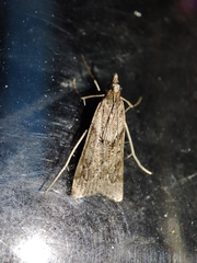 Eudonia angustea