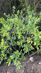 Ficus microcarpa