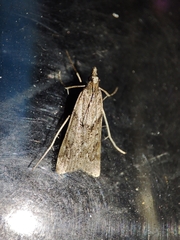 Eudonia angustea