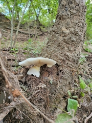 Trametes cubensis
