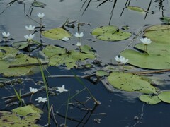 Nymphoides indica