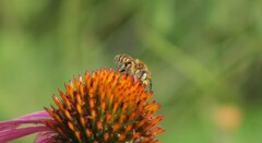 Melissodes trinodis