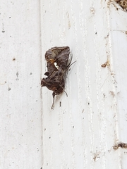 Autographa precationis