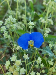 Commelina erecta