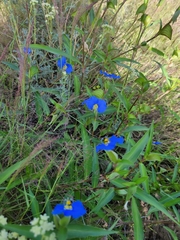 Commelina erecta