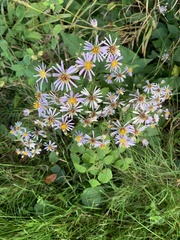 Symphyotrichum prenanthoides