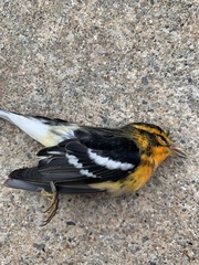 Setophaga fusca