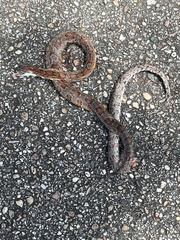 Pantherophis guttatus